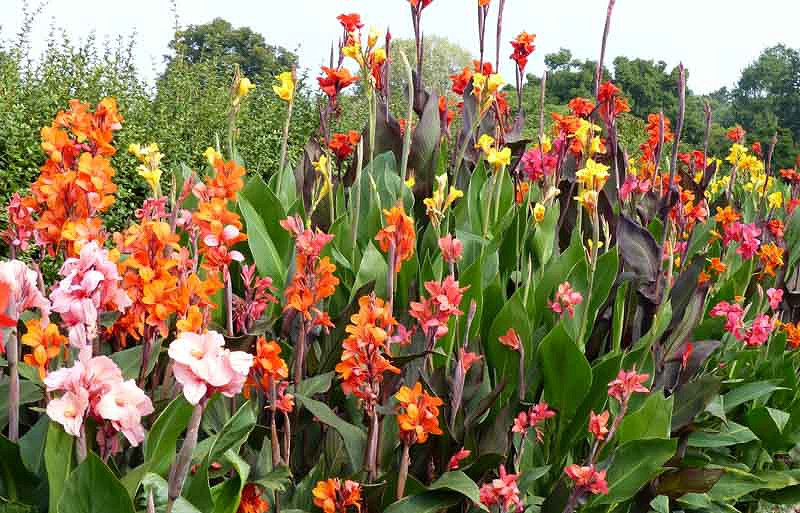 Learn How To Plant, Care And Grow Splendid Canna Lilies